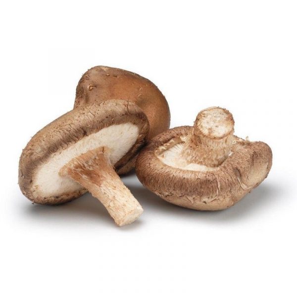 Shiitake-Mushroom