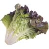 organic red leaf lettuce